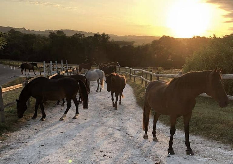 Profiter d’un cadre idyllique pour une balade à cheval proche de Bergerac !